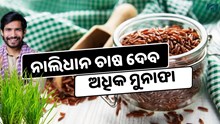 Red Rice: ଚାଷ କରି କରନ୍ତୁ ବିପୁଳ ଲାଭ ଉପାର୍ଜନ Red Rice: ଚାଷ କରି କରନ୍ତୁ ବିପୁଳ ଲାଭ ଉପାର୍ଜନ