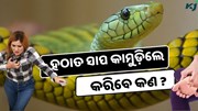 ହଠାତ ସାପ କାମୁଡ଼ିଲେ କରିବେ କଣ ? ଅଥୟ ନ ହୋଇ କରନ୍ତୁ ଏହି କାମ: Life Saving Tips 
