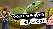 ହଠାତ ସାପ କାମୁଡ଼ିଲେ କରିବେ କଣ ? ଅଥୟ ନ ହୋଇ କରନ୍ତୁ ଏହି କାମ: Life Saving Tips 