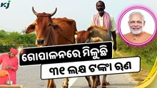 ଗୋପାଳନରେ ୩୧ ଲକ୍ଷ ଟଙ୍କାର ମିଳୁଛି ସରକାରୀ  ଅନୁଦାନ, ଜାଣନ୍ତୁ କିପରି କରିବେ ଆବେଦନ ? 