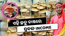 ଏହି ଛତୁ ଚାଷରେ ହେଉଛି ପ୍ରବଳ Income, ହଜାରେ ଟଙ୍କା ହେଉଛି ବିକ୍ରି  ଏହି ଛତୁ ଚାଷରେ ହେଉଛି ପ୍ରବଳ Income, ହଜାରେ ଟଙ୍କା ହେଉଛି ବିକ୍ରି