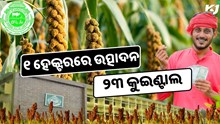 ‘ଶ୍ରୀରତ୍ନ’ ମାଣ୍ଡିଆ: ୧ ହେକ୍ଟର ଜମିରେ ଉତ୍ପାଦନ ହେବ ୨୩ କୁଇଣ୍ଟାଲ ‘ଶ୍ରୀରତ୍ନ’ ମାଣ୍ଡିଆ: ୧ ହେକ୍ଟର ଜମିରେ ଉତ୍ପାଦନ ହେବ ୨୩ କୁଇଣ୍ଟାଲ