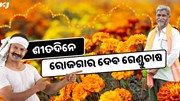 ଶୀତଦିନେ ରୋଜଗାର ଦେବ ଗେଣ୍ଡୁଫୁଲ ଚାଷ 