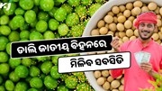 Good News: ଡାଲି ବିହନରେ ମିଳିବ ସବସିଡି