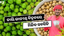Good News: ଡାଲି ବିହନରେ ମିଳିବ ସବସିଡି