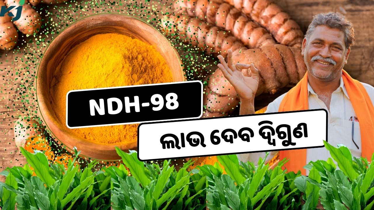 Ndh 98 variety of turmeric the yield higher than other turmeric farming  , image source - pexels.com