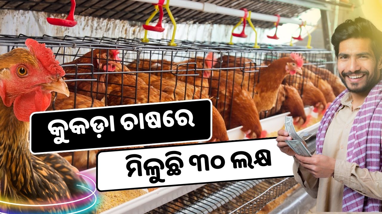 This government is giving a grant of 30 lakh on poultry farming pic credit @pexels.com