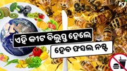 ଏହି କୀଟ ବିଲୁପ୍ତ ହେଲେ ସୃଷ୍ଟି ହେବ ମାନବ ସଭ୍ୟତାର ଅନ୍ତ, ଖାଦ୍ୟର ହେବ ଘୋର ଅଭାବ  ଏହି କୀଟ ବିଲୁପ୍ତ ହେଲେ ସୃଷ୍ଟି ହେବ ମାନବ ସଭ୍ୟତାର ଅନ୍ତ, ଖାଦ୍ୟର ହେବ ଘୋର ଅଭାବ