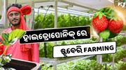 Strawberry cultivation: ଗୁଣାତ୍ମକ ଉତ୍ପାଦ ସହିତ ଲାଭ ଓ କୌଶଳ ଜାଣନ୍ତୁ  Strawberry cultivation: ଗୁଣାତ୍ମକ ଉତ୍ପାଦ ସହିତ ଲାଭ ଓ କୌଶଳ ଜାଣନ୍ତୁ