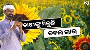ଚାଷୀଙ୍କୁ ଡବଲ ଲାଭ ଦେଉଛି: ସୂର୍ଯ୍ୟମୁଖୀ ଫୁଲ ଚାଷ