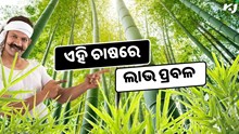 ଏହି ଚାଷରେ ପ୍ରଚୁର ଲାଭ, ମିଳିବ Extra ଆୟ  ଏହି ଚାଷରେ ପ୍ରଚୁର ଲାଭ, ମିଳିବ Extra ଆୟ