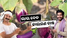 ଲାଭଜନକ ପରିବା ଚାଷ: ବାଇଗଣ  ଲାଭଜନକ ପରିବା ଚାଷ: ବାଇଗଣ