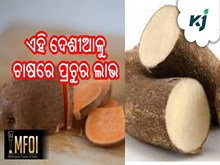 ଖମ୍ବଆଳୁ ବା ଦେଶୀଆଳୁ ଦେବ ପ୍ରଚୁର ଲାଭ ଖମ୍ବଆଳୁ ବା ଦେଶୀଆଳୁ ଦେବ ପ୍ରଚୁର ଲାଭ