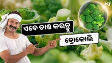 ଏବେ ଚାଷ କରନ୍ତୁ ବ୍ରୋକୋଲି, ଯାହା ଆପଣଙ୍କୁ ଦେବ ଦ୍ଵିଗୁଣ ଲାଭ ଏବେ ଚାଷ କରନ୍ତୁ ବ୍ରୋକୋଲି, ଯାହା ଆପଣଙ୍କୁ ଦେବ ଦ୍ଵିଗୁଣ ଲାଭ