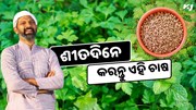 ଶୀତଦିନେ କରନ୍ତୁ ଏହି ଚାଷ, କମ ନିବେଶରେ ଭଲ ଲାଭ    ଶୀତଦିନେ କରନ୍ତୁ ଏହି ଚାଷ, କମ ନିବେଶରେ ଭଲ ଲାଭ