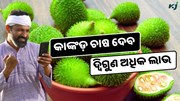 ବୈଜ୍ଞାନିକ ପଦ୍ଧତିରେ କାଙ୍କଡ଼ ଚାଷ ଦେବ ଦ୍ଵିଗୁଣ ଅଧିକ ଲାଭ  ବୈଜ୍ଞାନିକ ପଦ୍ଧତିରେ କାଙ୍କଡ଼ ଚାଷ ଦେବ ଦ୍ଵିଗୁଣ ଅଧିକ ଲାଭ