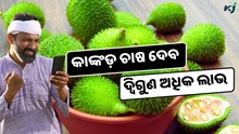 ବୈଜ୍ଞାନିକ ପଦ୍ଧତିରେ କାଙ୍କଡ଼ ଚାଷ ଦେବ ଦ୍ଵିଗୁଣ ଅଧିକ ଲାଭ  ବୈଜ୍ଞାନିକ ପଦ୍ଧତିରେ କାଙ୍କଡ଼ ଚାଷ ଦେବ ଦ୍ଵିଗୁଣ ଅଧିକ ଲାଭ