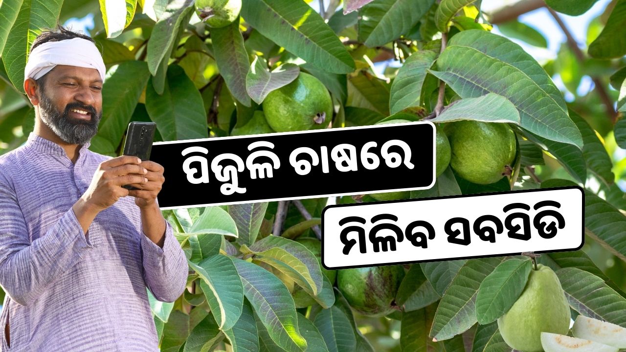 Guava plants on subsidy chief minister horticulture mission scheme, image source - pexels.com