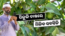 କୃଷକ ପିଜୁଳି ଚାଷରୁ ଧନୀ ହେବେ, ସରକାର ଦେବେ ସବସିଡିରେ 