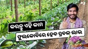 ଫୁଲକୋବି ଚାଷରେ କରନ୍ତୁ ଏହି କାମ, ହେବ ଭଲ income  ଫୁଲକୋବି ଚାଷରେ କରନ୍ତୁ ଏହି କାମ, ହେବ ଭଲ income