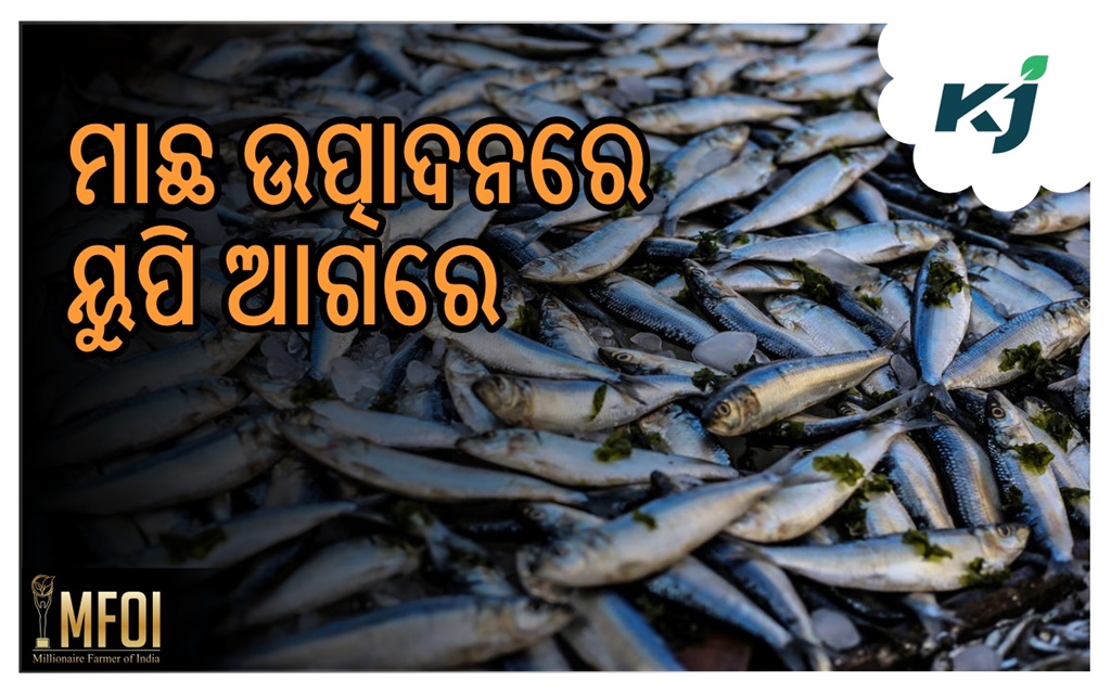 Uttar pradesh make new record in fish farming , image source - pexels.com