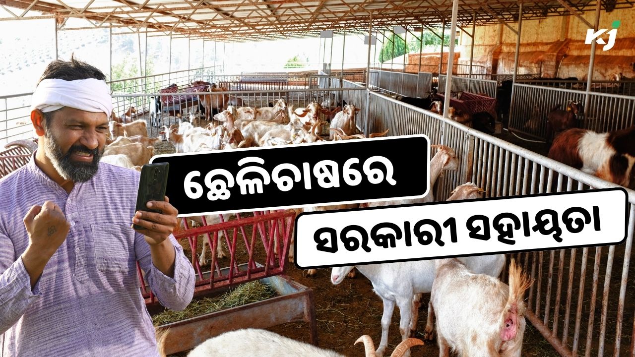 Govt facility for goat farming , image source - pexels.com