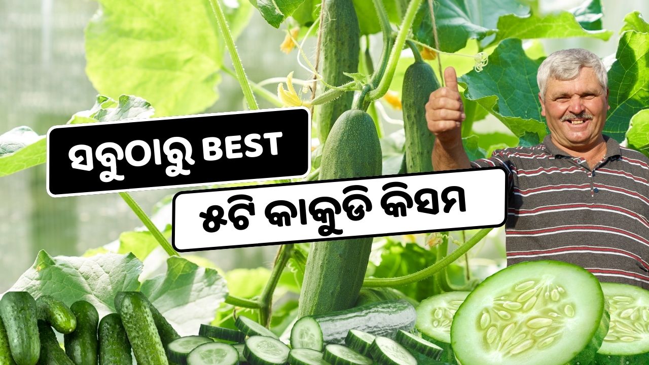 Exploring the Best Cucumber Varieties for Successful Cultivation in India pic credit @pexels.com