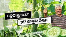 ଏହି ୫ଟି କିସମର କାକୁଡିରେ ପ୍ରବଳ ଲାଭ, ଚାଷୀ ହେଉଛନ୍ତି ଧନୀ  ଏହି ୫ଟି କିସମର କାକୁଡିରେ ପ୍ରବଳ ଲାଭ, ଚାଷୀ ହେଉଛନ୍ତି ଧନୀ