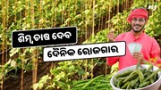 ଶିମ୍ବ ଚାଷ କରି ଚାଷୀ କମାଇପାରିବେ ବର୍ଷକୁ ହଜାର ହଜାର ଟଙ୍କା ଶିମ୍ବ ଚାଷ କରି ଚାଷୀ କମାଇପାରିବେ ବର୍ଷକୁ ହଜାର ହଜାର ଟଙ୍କା