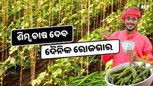ଶିମ୍ବ ଚାଷ କରି ଚାଷୀ କମାଇପାରିବେ ବର୍ଷକୁ ହଜାର ହଜାର ଟଙ୍କା ଶିମ୍ବ ଚାଷ କରି ଚାଷୀ କମାଇପାରିବେ ବର୍ଷକୁ ହଜାର ହଜାର ଟଙ୍କା