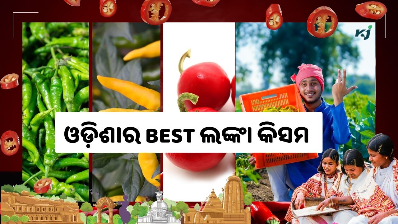 Exploring the Best Chili Varieties Cultivated in Odisha pic credit @pexels.com
