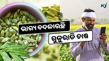 କେମିତି କରିବେ ଗୁଜୁରାତି ଚାଷ ? ବଦଳିଯିବ ଭାଗ୍ୟ   କେମିତି କରିବେ ଗୁଜୁରାତି ଚାଷ ? ବଦଳିଯିବ ଭାଗ୍ୟ