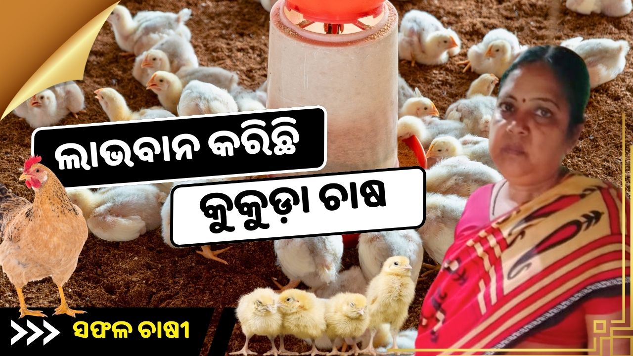Mrs. Arati Sahu's Inspiring Journey to Becoming a Flourishing Poultry Farmer in Balasore