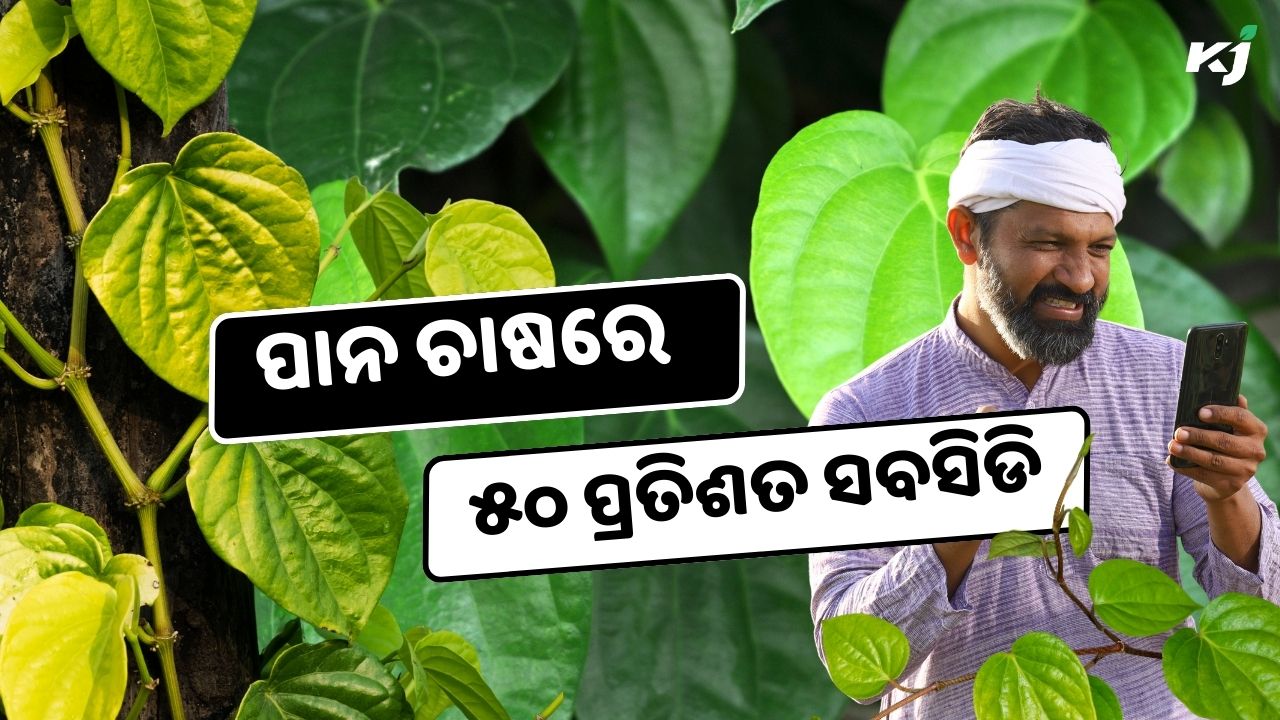 farmers are given 50 percent subsidy on betel cultivation pic credit @pexels.com