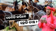 କେମିତି କରିବେ ଛେଳି ଚାଷ, ଏହି ଉପାୟରେ ହେଉଛି ପ୍ରବଳ ଲାଭ 
