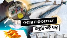 ଖରାପ ମାଛ Detect କରିବା ଏବେ ସହଜ, ଅନେକ ରୋଗରୁ ମିଳିବ ରକ୍ଷା 