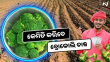 ଜାଣନ୍ତୁ କିପରି କରିବେ ବ୍ରୋକୋଲି ଚାଷ, ହେଉଛି ପ୍ରବଳ ଲାଭ  ଜାଣନ୍ତୁ କିପରି କରିବେ ବ୍ରୋକୋଲି ଚାଷ, ହେଉଛି ପ୍ରବଳ ଲାଭ