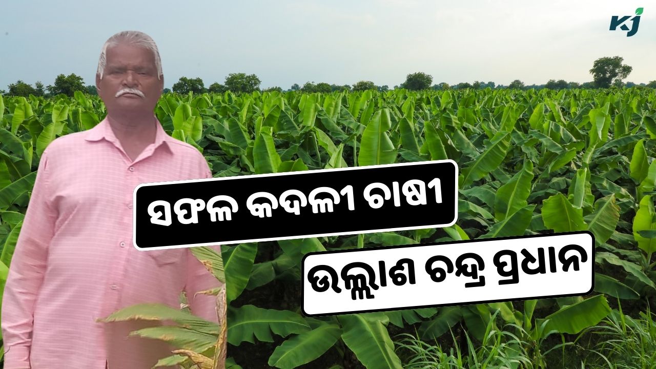 Ullash Chandra Pradhan's Remarkable Success as a Banana Farmer in Odisha pic credit