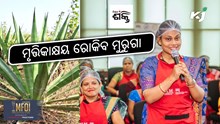 ଚାଷ ଜମିରେ ମୃତ୍ତିକା କ୍ଷୟ ରୋକିବ " ମୁରୁଗା ଗଛ " ଚାଷ ଜମିରେ ମୃତ୍ତିକା କ୍ଷୟ ରୋକିବ " ମୁରୁଗା ଗଛ "