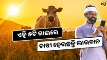 ଏହି ୫ଟି ଗାଈ କିସମରେ ପ୍ରଚୁର ଲାଭ, ଅଧିକ କ୍ଷୀର ସହ କୃଷିକ୍ଷେତ୍ରରେ ମିଳୁଛି ସାହାର୍ଯ୍ୟ  ଏହି ୫ଟି ଗାଈ କିସମରେ ପ୍ରଚୁର ଲାଭ, ଅଧିକ କ୍ଷୀର ସହ କୃଷିକ୍ଷେତ୍ରରେ ମିଳୁଛି ସାହାର୍ଯ୍ୟ