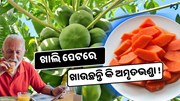 ସକାଳୁ Breakfastରେ ଖାଆନ୍ତୁ ଅମୃତଭଣ୍ଡା, ମିଳୁଛି ଅନେକ ସ୍ୱାସ୍ଥ୍ୟ ଉପକାରିତା 