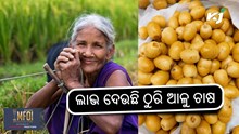 Thuri potato: ଠୁରି ଆଳୁ, କିଲୋ ୧୦୦ ଟଙ୍କା Thuri potato: ଠୁରି ଆଳୁ, କିଲୋ ୧୦୦ ଟଙ୍କା