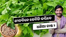 Coriander farming: ହେଉଛି ପ୍ରବଳ ଲାଭ, ଜାଣନ୍ତୁ ପୁରା ପ୍ଲାନ   Coriander farming: ହେଉଛି ପ୍ରବଳ ଲାଭ, ଜାଣନ୍ତୁ ପୁରା ପ୍ଲାନ