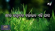 ଗାଈଙ୍କୁ ଦିଅନ୍ତୁ ଏହି ଘାସ ଖାଇବାକୁ, ବଢ଼ିବ ଦୁଗ୍ଧ ଉତ୍ପାଦନ