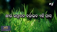 ଗାଈଙ୍କୁ ଦିଅନ୍ତୁ ଏହି ଘାସ ଖାଇବାକୁ, ବଢ଼ିବ ଦୁଗ୍ଧ ଉତ୍ପାଦନ