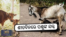 Animal care: ଶୀତରେ କିପରି ନେବେ ପଶୁଙ୍କ ଯତ୍ନ ?