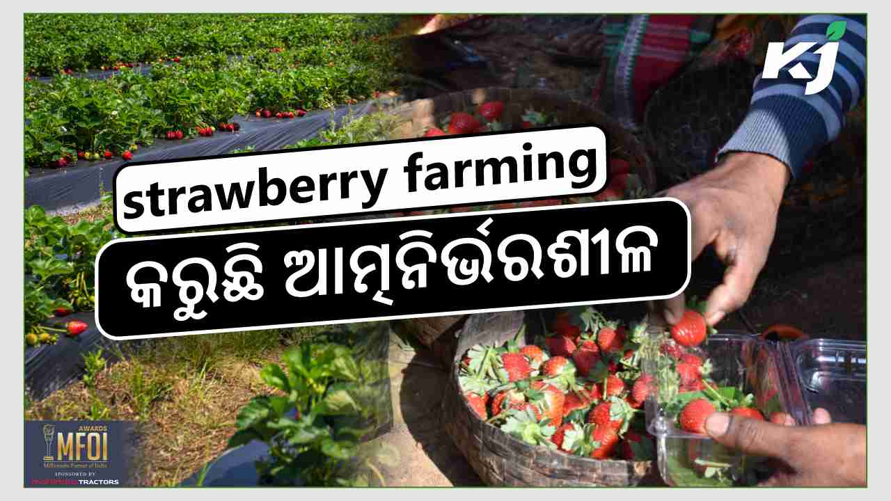 strawberry farming in nuapada dist