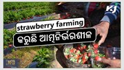 strawberry farming: ମହିଳା ଚାଷୀଙ୍କୁ ଦେଇଛି ରୋଜଗାର strawberry farming: ମହିଳା ଚାଷୀଙ୍କୁ ଦେଇଛି ରୋଜଗାର