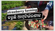 strawberry farming: ମହିଳା ଚାଷୀଙ୍କୁ ଦେଇଛି ରୋଜଗାର strawberry farming: ମହିଳା ଚାଷୀଙ୍କୁ ଦେଇଛି ରୋଜଗାର