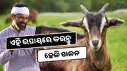 Goat Rearing: ଏହି ଉପାୟରେ କରନ୍ତୁ ଛେଳି ପାଳନ, ହେଉଛି ଲକ୍ଷାଧିକ ଲାଭ 